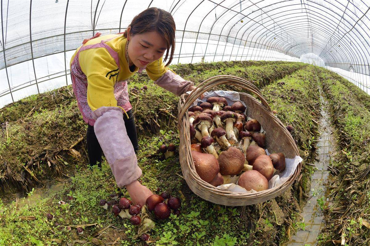 手机购彩app下载